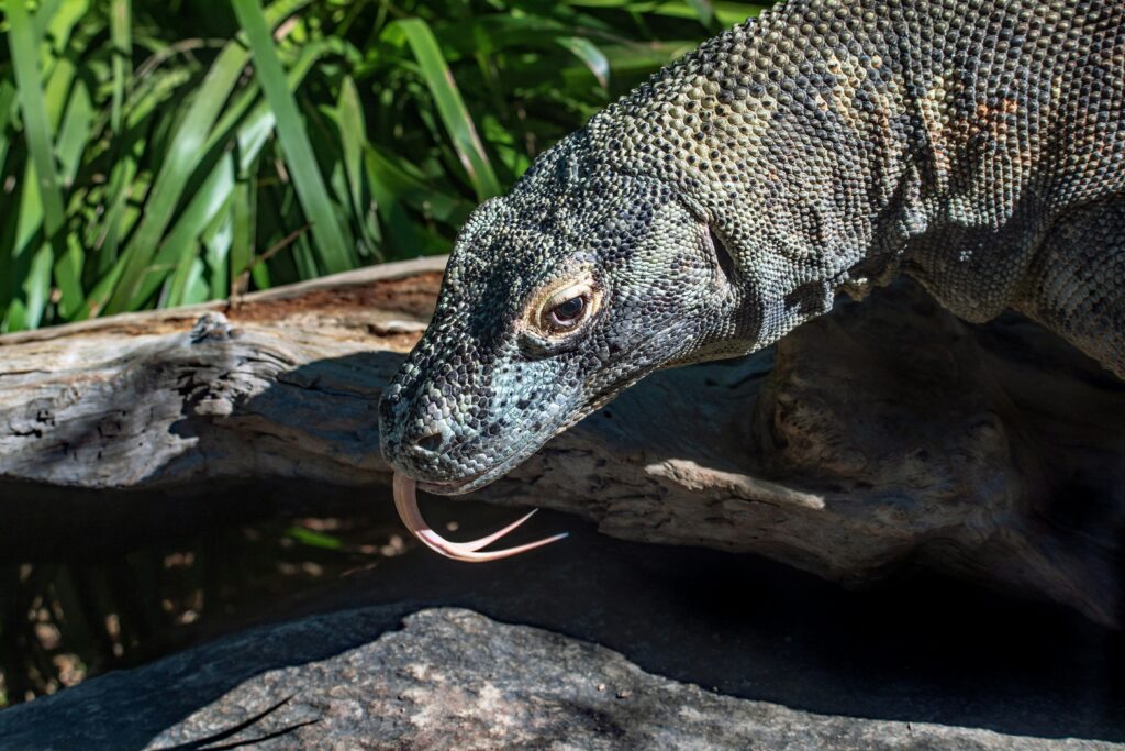 KOMODO DRAGON WILDLIFE TOUR
