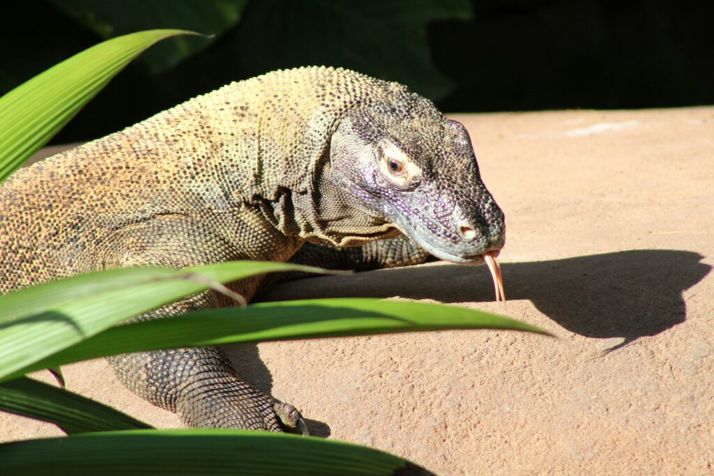 KOMODO DRAGON WILDLIFE TOUR – LAND BASED TOUR (DAY TRIP)