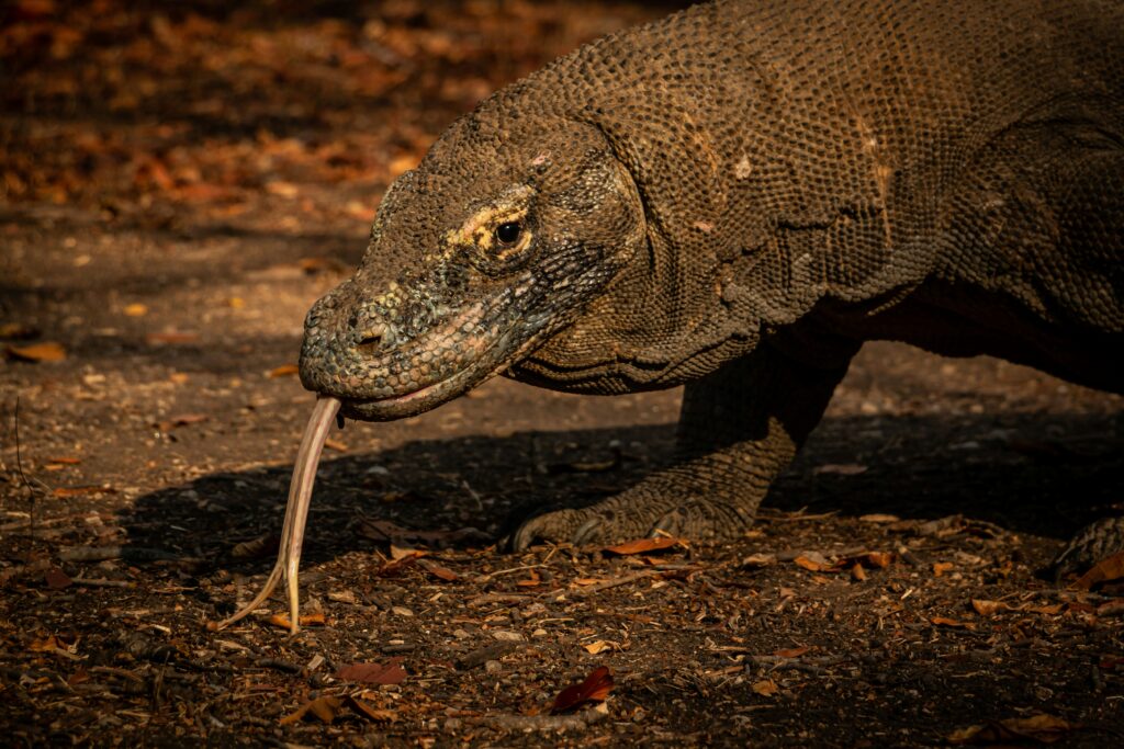 KOMODO SUNSET TRIP – LAND BASED TOUR BY SPEED BOAT