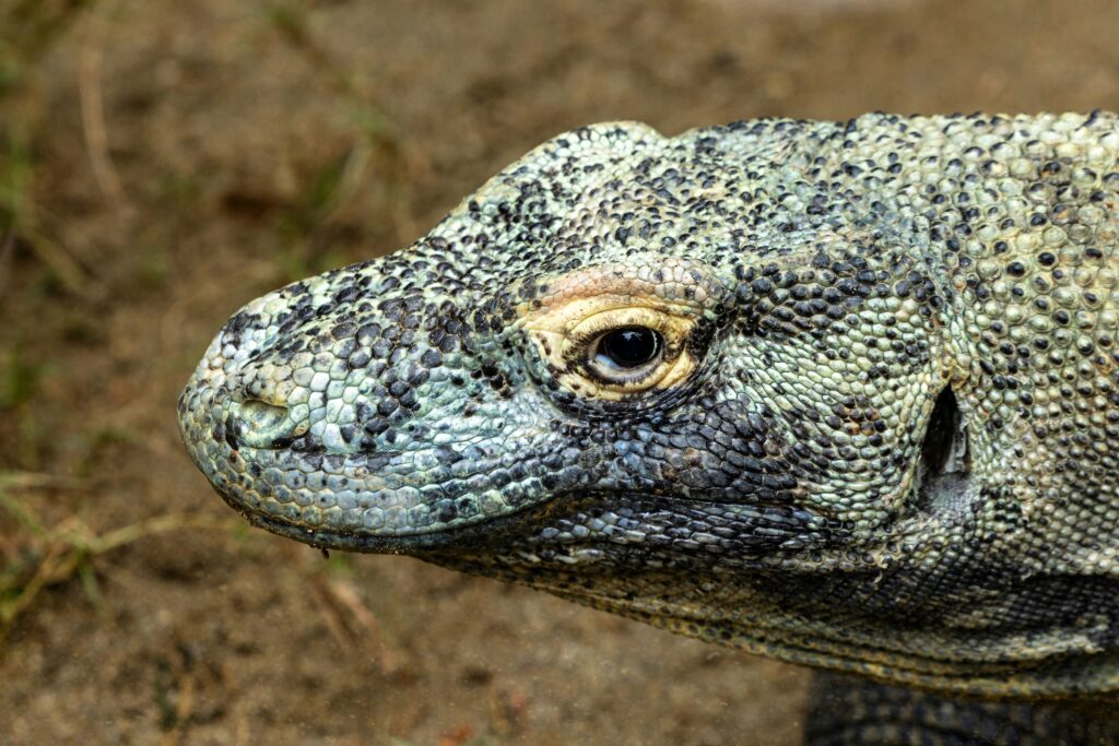 FLORES OVERLAND & KOMODO DRAGON TOUR