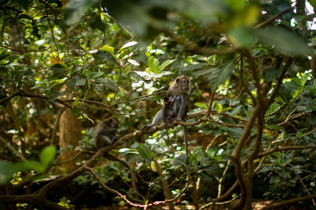 UBUD TOUR